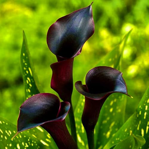 Calla-Lilienzwiebeln sind das ganze Jahr über immergrün, pflegeleicht, blühen viele Jahre, sind umweltfreundlich und für den Hausgarten geeignet von KVHSVB