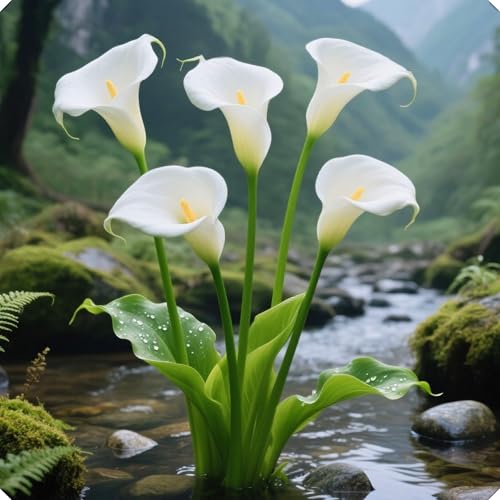 Calla-Lilienzwiebeln sind pflegeleicht und sehr kälteresistent. Sie bereiten viele Jahre Freude und eignen sich zur Begrünung und Verschönerung europäischer Eigenheime.-8zwiebeln-C von KVHSVB