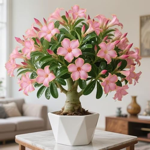 Desert Rose decoratieve bloembollen met intense kleuren, droogte- en hittebestendig, een sieraad voor uw tuin.-2zwiebeln-B von KVHSVB