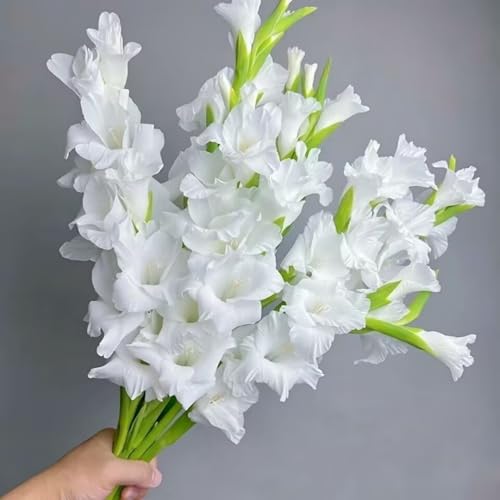 Gladiolenzwiebeln verschönern Ihren Garten und unterstreichen den Stil Ihres Zuhauses.-10zwiebeln-E Gladiolenzwiebeln verschönern Ihren Garten und unterstreichen den Stil Ihres Zuhauses.-10zwiebeln-E von KVHSVB