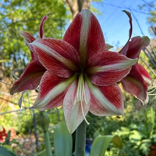 Hippeastrum – eine winterharte, mehrjährige Pflanze mit schönem Aussehen, perfekt zur Dekoration von Hausgärten und Balkonen-4zwiebeln-A Hippeastrum – eine winterharte, mehrjährige Pflanze mit schönem Aussehen, perfekt zur Dekoration von Hausgärten und Balkonen-4zwiebeln-A von KVHSVB
