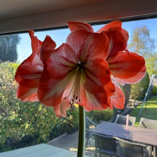 Hippeastrum – eine winterharte, mehrjährige Pflanze mit schönem Aussehen, perfekt zur Dekoration von Hausgärten und Balkonen-4zwiebeln-B Hippeastrum – eine winterharte, mehrjährige Pflanze mit schönem Aussehen, perfekt zur Dekoration von Hausgärten und Balkonen-4zwiebeln-B von KVHSVB