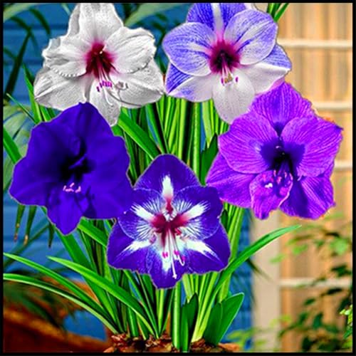 Hippeastrum – eine winterharte, mehrjährige Pflanze mit schönem Aussehen, perfekt zur Dekoration von Hausgärten und Balkonen-4zwiebeln-C Hippeastrum – eine winterharte, mehrjährige Pflanze mit schönem Aussehen, perfekt zur Dekoration von Hausgärten und Balkonen-4zwiebeln-C von KVHSVB