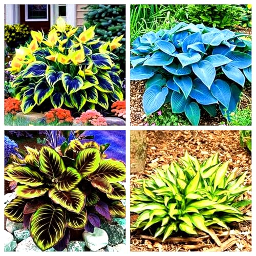 Hosta ist eine mehrjährige Blume, eine kältebeständige, mehrjährige Grünpflanze, die das ganze Jahr über immergrün bleibt.-4zwiebeln von KVHSVB