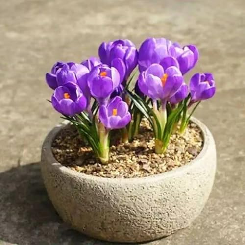 Krokuszwiebeln – dekorative Dekoration, festliche Gartenakzente, verschönern Frühlingslandschaften-10zwiebeln-B von KVHSVB