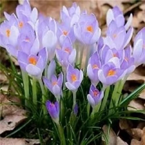 Krokuszwiebeln – dekorative Dekoration, festliche Gartenakzente, verschönern Frühlingslandschaften-15zwiebeln-A Krokuszwiebeln – dekorative Dekoration, festliche Gartenakzente, verschönern Frühlingslandschaften-15zwiebeln-A von KVHSVB