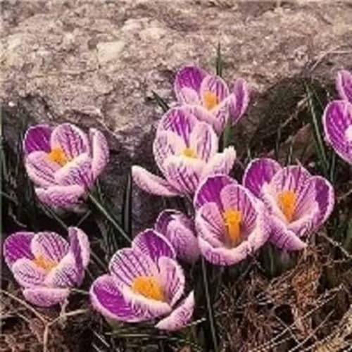 Krokuszwiebeln – dekorative Dekoration, leuchtende Farben, bringen Vitalität in den Garten-10zwiebeln-C von KVHSVB