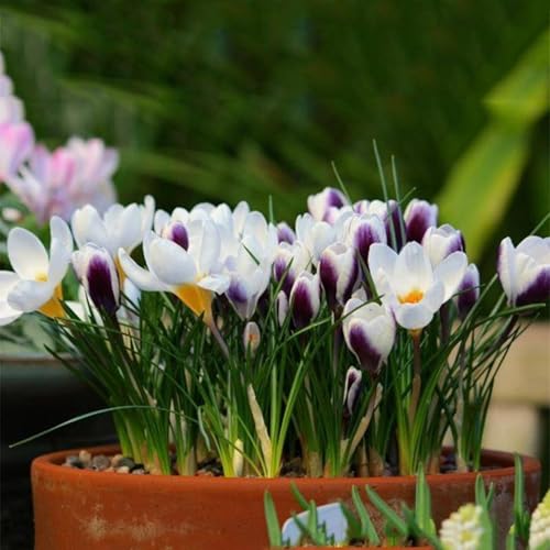 Krokuszwiebeln – dekorative Dekoration, leuchtende Farben, bringen Vitalität in den Garten-4zwiebeln-B von KVHSVB