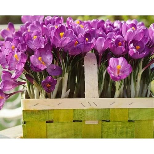 Krokuszwiebeln – dekorative Dekoration, leuchtende Farben, bringen Vitalität in den Garten-8zwiebeln-A Krokuszwiebeln – dekorative Dekoration, leuchtende Farben, bringen Vitalität in den Garten-8zwiebeln-A von KVHSVB