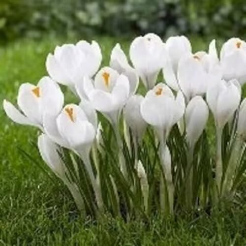 Krokuszwiebeln – saisonale Dekoration, schlicht und elegant, verschönern Gartenlandschaften-10zwiebeln-E von KVHSVB
