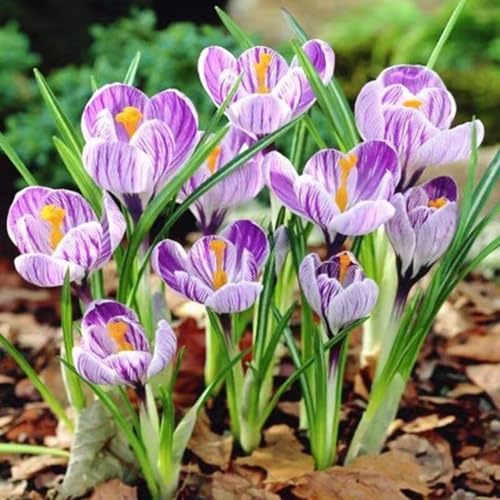 Krokuszwiebeln – saisonale Dekoration, schlicht und elegant, verschönern Gartenlandschaften-6zwiebeln-C Krokuszwiebeln – saisonale Dekoration, schlicht und elegant, verschönern Gartenlandschaften-6zwiebeln-C von KVHSVB