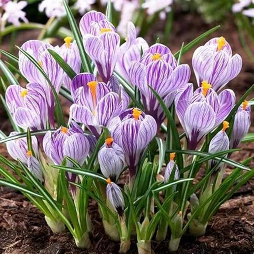 Krokuszwiebeln – saisonale Dekoration, schlicht und elegant, verschönern Gartenlandschaften-8zwiebeln-A von KVHSVB