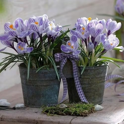 Krokuszwiebeln – saisonale Dekoration, schlicht und elegant, verschönern Gartenlandschaften-8zwiebeln-B Krokuszwiebeln – saisonale Dekoration, schlicht und elegant, verschönern Gartenlandschaften-8zwiebeln-B von KVHSVB