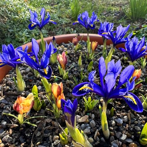 Leicht zu züchtende Schwertlilie – mehrjährige, wurzelsuchende Blume – geeignet für Gartenliebhaber – zieht Bienen und Schmetterlinge an – geeignet für die Landschaftsgestaltung-10zwiebeln-A von KVHSVB