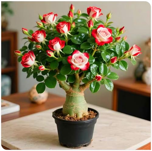 Mehrjährige Knollenpflanze – Wüstenrose mit exotischer Blüte – Ideal für Terrasse, Beet und Wintergarten-4zwiebeln-C von KVHSVB
