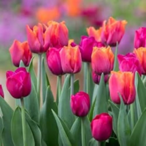 Robuste Tulpenzwiebeln – Mehrjährige Frühjahrsblumen für Balkon und Beet-4zwiebeln-C von KVHSVB