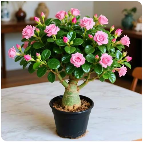 Robuste Wüstenrose – Mehrjähriger Blüher aus Knolle – Ideal für Winterharte Gartenlandschaft-5zwiebeln-E von KVHSVB