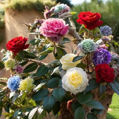 Rosenzwiebeln, eine natürliche Dekoration, verschönern Ihr Zuhause.-1zwiebeln-K von KVHSVB