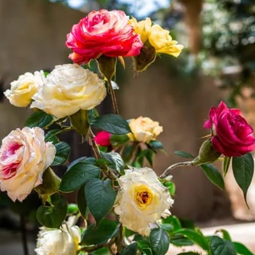 Rosenzwiebeln, eine natürliche Dekoration, verschönern Ihr Zuhause.-4zwiebeln-C von KVHSVB