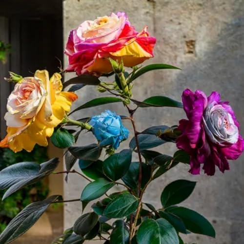 Rosenzwiebeln, eine natürliche Dekoration, verschönern Ihr Zuhause.-5zwiebeln-A von KVHSVB