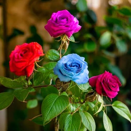 Rosenzwiebeln sind einfach zu züchten und unterstreichen den Stil Ihres Zuhauses.-2zwiebeln-D von KVHSVB