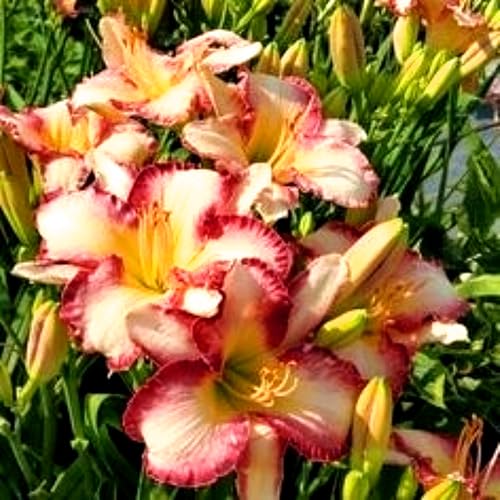 Taglilien (Hemerocallis) – winterharte und dekorative Stauden – geeignet zur Gartenbegrünung, Beeteinfassung oder für Topfarrangements-3zwiebeln-C von KVHSVB