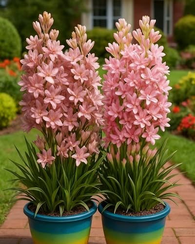 TuberoseZwiebeln Bringen Farbakzente Und Angenehmen Duft In Garten Und Außenbereiche-10zwiebeln-B TuberoseZwiebeln Bringen Farbakzente Und Angenehmen Duft In Garten Und Außenbereiche-10zwiebeln-B von KVHSVB