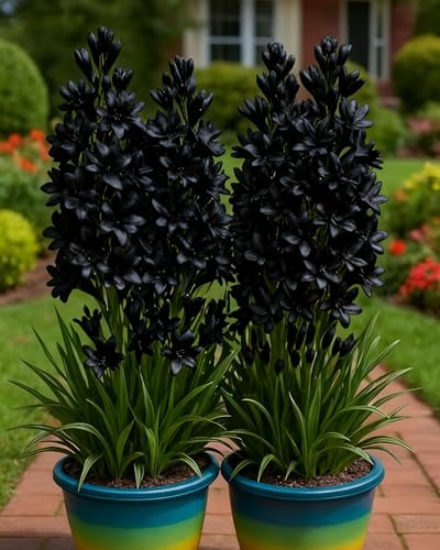 TuberoseZwiebeln Hochwertige Blütenpflanze Für Balkon, Terrasse Und Garten Dekoration-10zwiebeln-C von KVHSVB