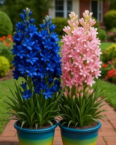 TuberoseZwiebeln Hochwertige Blütenpflanze Für Balkon, Terrasse Und Garten Dekoration-15zwiebeln-X von KVHSVB