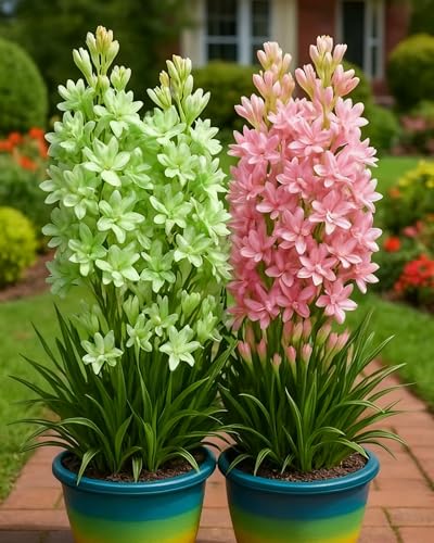 TuberoseZwiebeln Hochwertige Blütenpflanze Für Balkon, Terrasse Und Garten Dekoration-8zwiebeln-V von KVHSVB