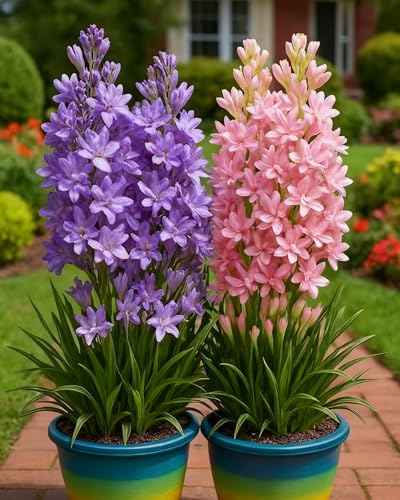 TuberoseZwiebeln Leicht Zu Pflegen Mit Intensiv Duftenden Blüten Den Ganzen Sommer-8zwiebeln-B von KVHSVB