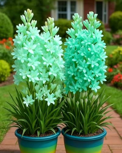 TuberoseZwiebeln Sommerlich Blühende Zierpflanze Mit Langanhaltendem Duft-15zwiebeln-Z von KVHSVB