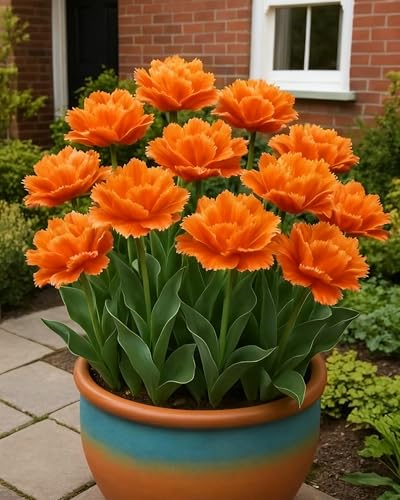 Tulpe Bunte Sorten Für Terrasse und Balkon-4zwiebeln-C Tulpe Bunte Sorten Für Terrasse und Balkon-4zwiebeln-C von KVHSVB