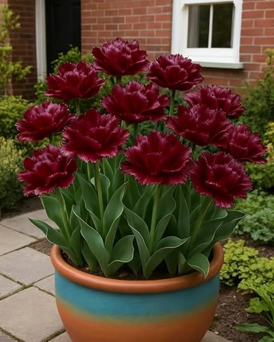 Tulpe Bunte Sorten Für Terrasse und Balkon-4zwiebeln-E Tulpe Bunte Sorten Für Terrasse und Balkon-4zwiebeln-E von KVHSVB