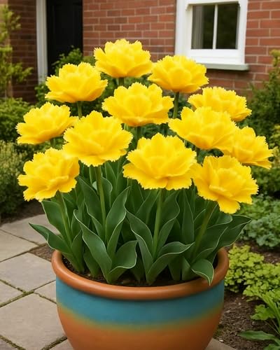Tulpe Elegante Blüte Verschönert Außenbereich-4zwiebeln-B Tulpe Elegante Blüte Verschönert Außenbereich-4zwiebeln-B von KVHSVB