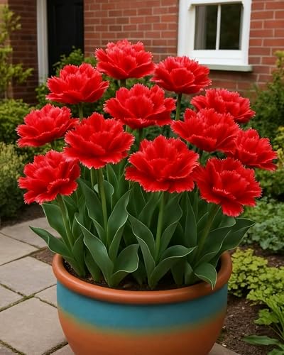 Tulpe Elegante Blüte Verschönert Außenbereich-4zwiebeln-C Tulpe Elegante Blüte Verschönert Außenbereich-4zwiebeln-C von KVHSVB