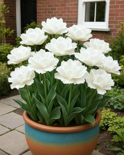 Tulpe Elegante Blüte Verschönert Außenbereich-4zwiebeln-E Tulpe Elegante Blüte Verschönert Außenbereich-4zwiebeln-E von KVHSVB