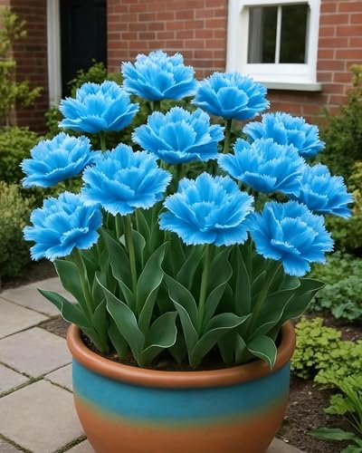 Tulpe Klassiker im Garten Einfache Pflege-10zwiebeln-B von KVHSVB