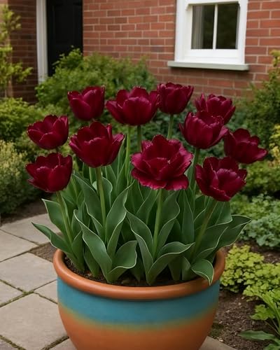 Tulpe Klassiker im Garten Einfache Pflege-4zwiebeln-D Tulpe Klassiker im Garten Einfache Pflege-4zwiebeln-D von KVHSVB