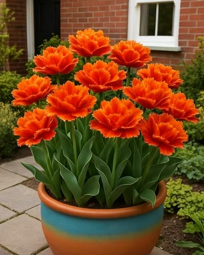 Tulpe Klassiker im Garten Einfache Pflege-4zwiebeln-E Tulpe Klassiker im Garten Einfache Pflege-4zwiebeln-E von KVHSVB