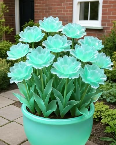 Tulpe Klassiker im Garten Einfache Pflege-8zwiebeln-A Tulpe Klassiker im Garten Einfache Pflege-8zwiebeln-A von KVHSVB