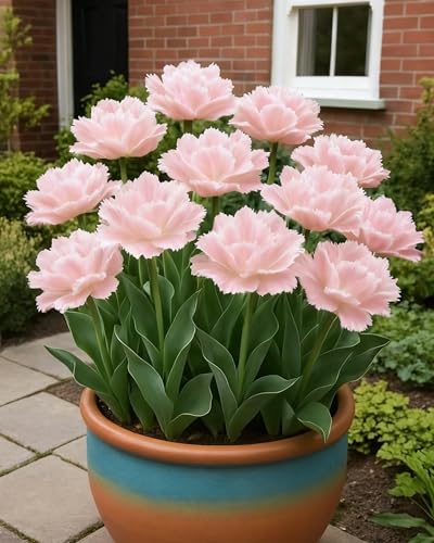 Tulpen im Garten, elegante Blumenpose, saisonale Dekoration-15zwiebeln-E von KVHSVB