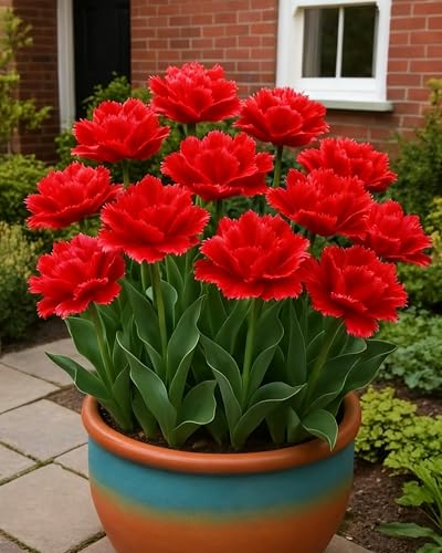 Tulpen im Garten, elegante Blumenpose, saisonale Dekoration-4zwiebeln-D Tulpen im Garten, elegante Blumenpose, saisonale Dekoration-4zwiebeln-D von KVHSVB