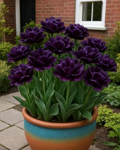 Tulpen im Garten, elegante Blumenpose, saisonale Dekoration-8zwiebeln-A von KVHSVB