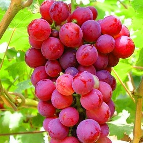 Winterharte, mehrjährige Kletterpflanze. Geeignet für Zäune und Spaliere-4zwiebeln-B von KVHSVB