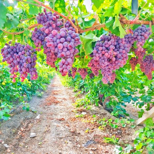Winterharte, mehrjährige Kletterpflanze. Geeignet für Zäune und Spaliere-4zwiebeln-C von KVHSVB