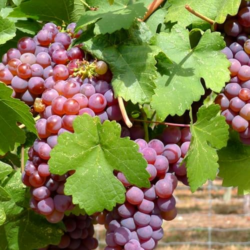 Winterharte, mehrjährige Kletterpflanze. Geeignet für Zäune und Spaliere-4zwiebeln-D von KVHSVB