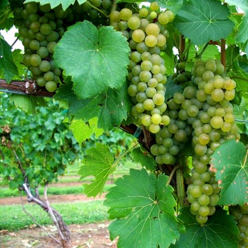 Winterharte, mehrjährige Kletterpflanze. Geeignet für Zäune und Spaliere-4zwiebeln-E von KVHSVB