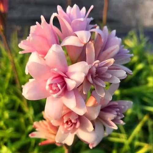 Winterharte Tuberose-Zwiebeln – duftende mehrjährige Blume für Gärten und Balkone in kaltem Klima von KVHSVB