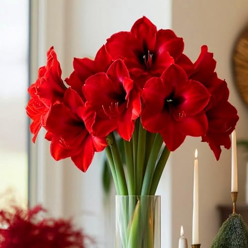 Winterharte Zwiebeln – mehrjährige Blumen, geeignet zur Begrünung und Dekoration im Innen- und Außenbereich-4zwiebeln-E Winterharte Zwiebeln – mehrjährige Blumen, geeignet zur Begrünung und Dekoration im Innen- und Außenbereich-4zwiebeln-E von KVHSVB